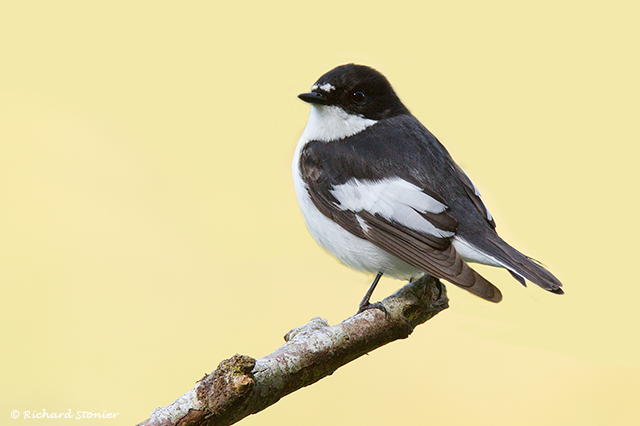 Pied Flycatcher
