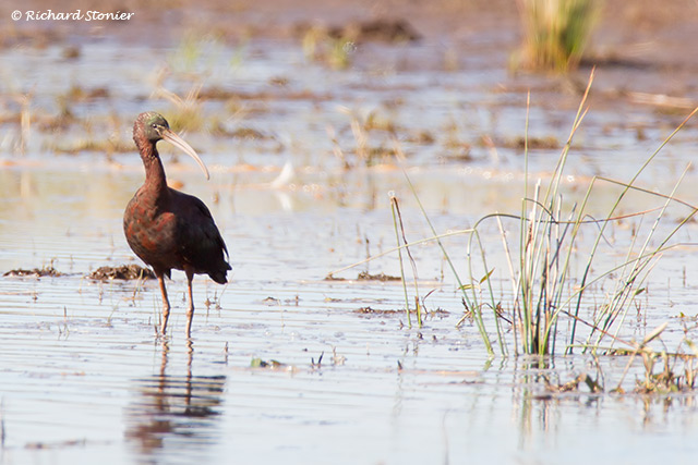 Glossy Ibis