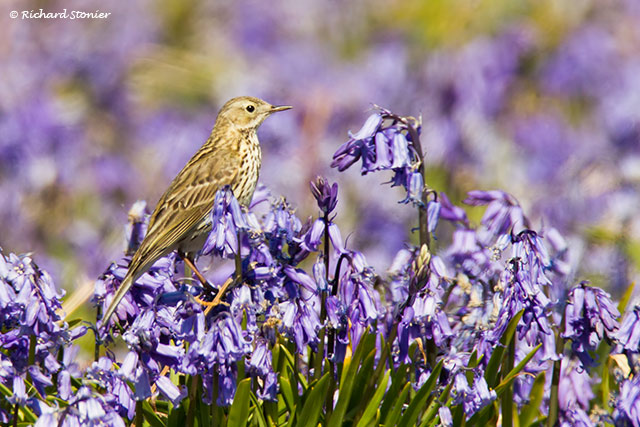 Meadow Pipit