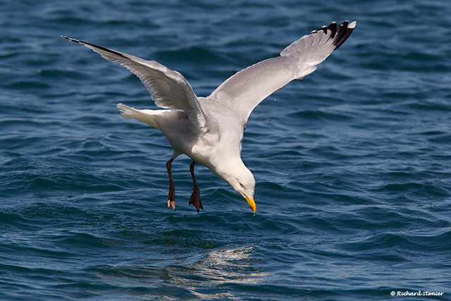 Herring Gull