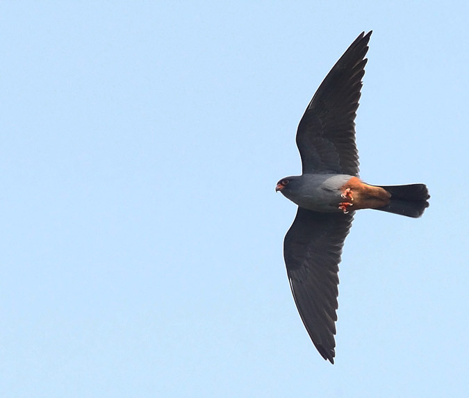 Red-footed Falcon