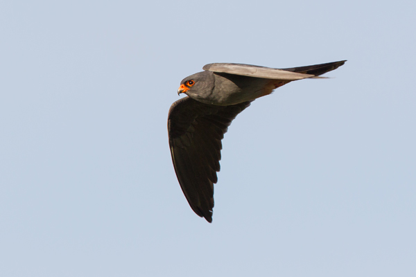 Red-footed Falcon