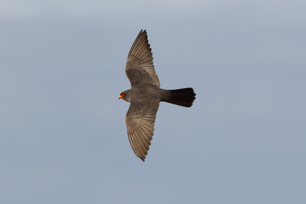 Red-footed Falcon