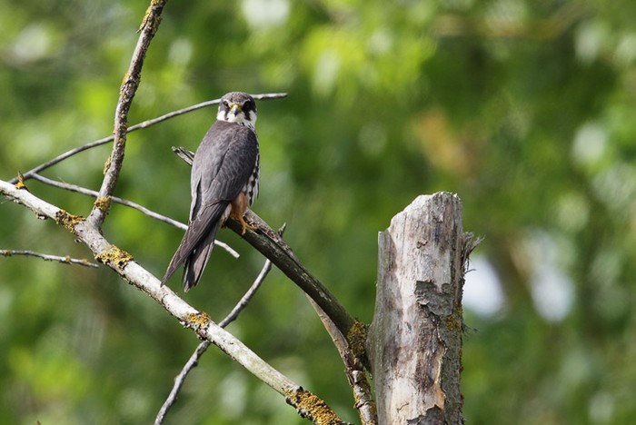 Hobby