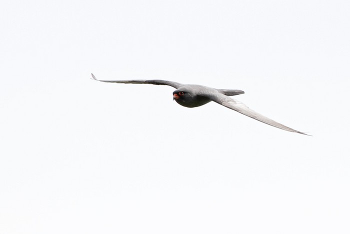 Red-footed Falcon