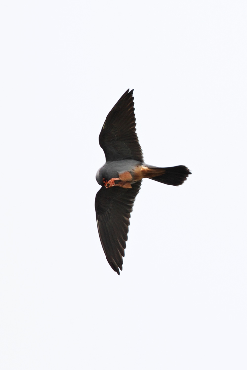 Red-footed Falcon
