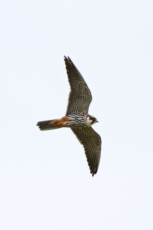 Hobby