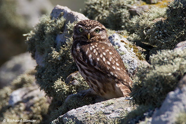 Little Owl