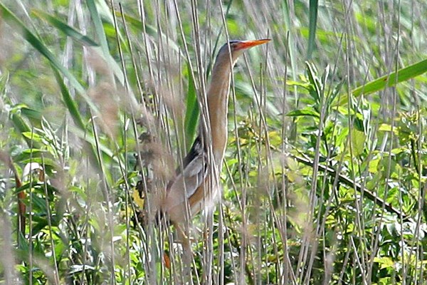 Little Bittern