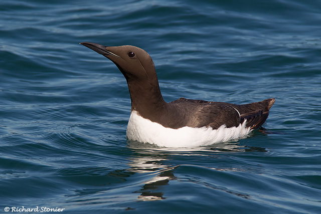 Guillemot