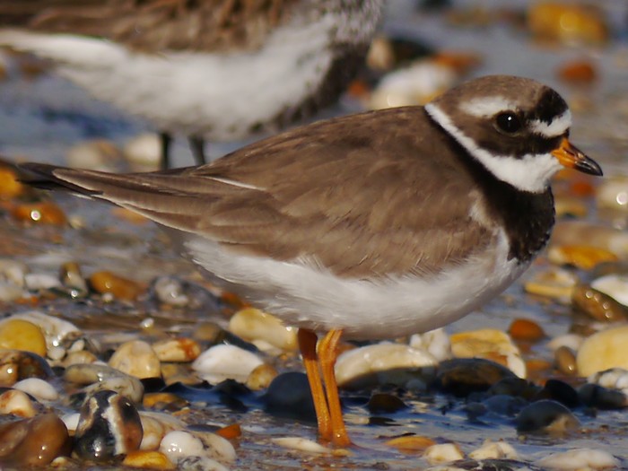 Ringed Plover