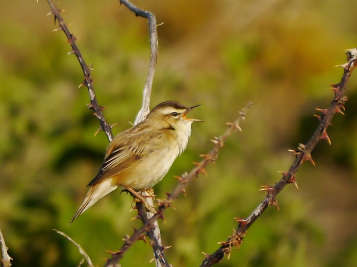 Sedge Warbler