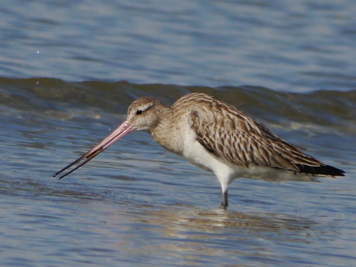 Bar-tailed Godwit