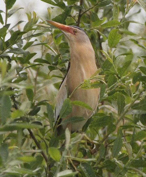 Little Bittern