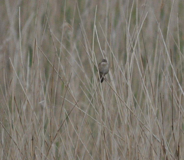 Savi's Warbler