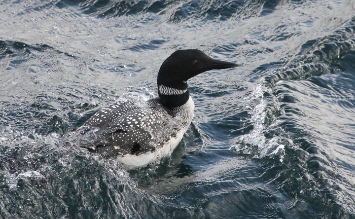 Great Northern Diver