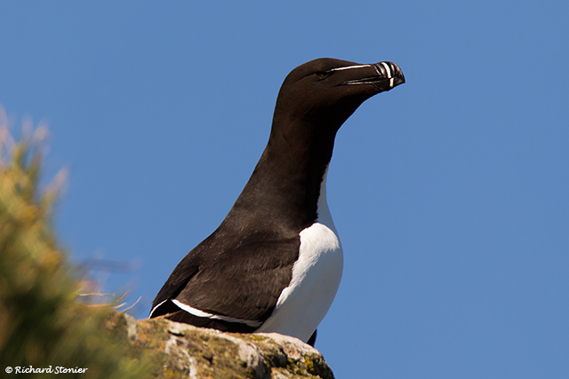 Razorbill