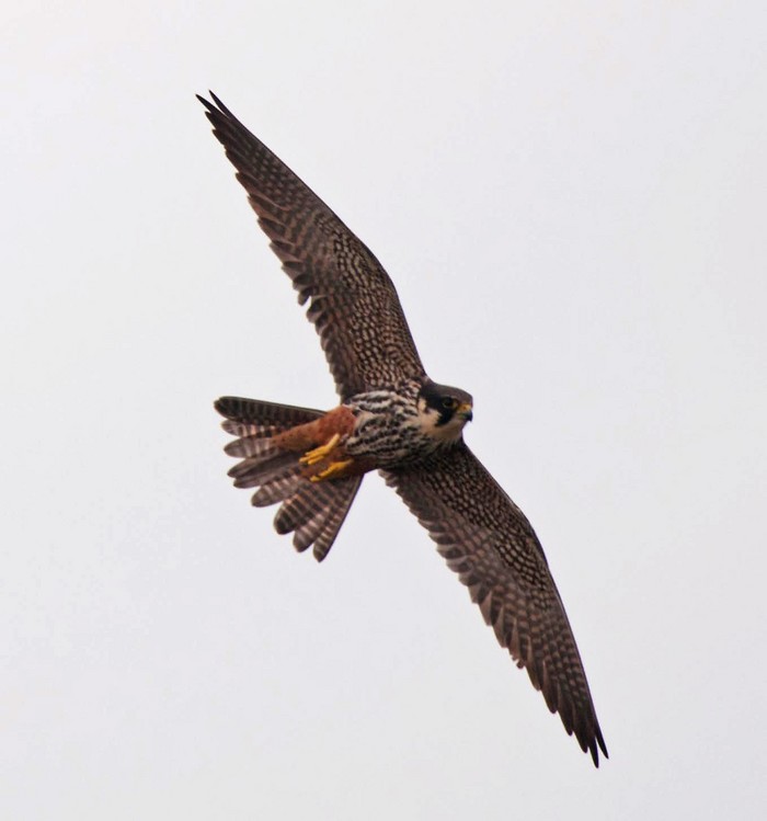Hobby