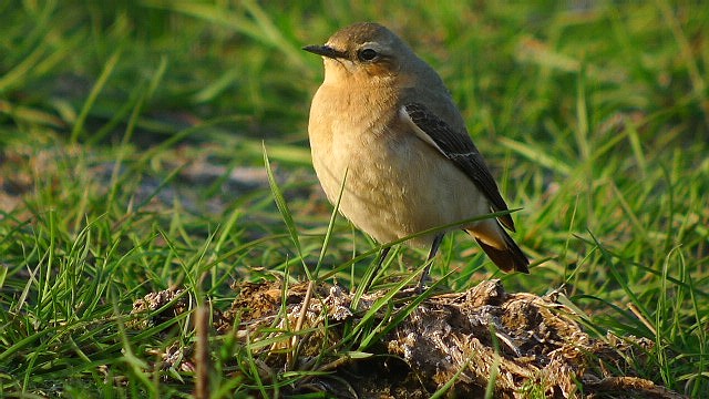 Wheatear