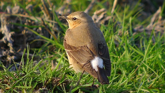 Wheatear