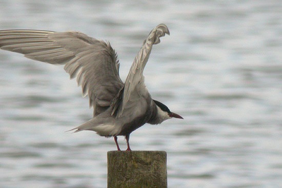 Whiskered Tern