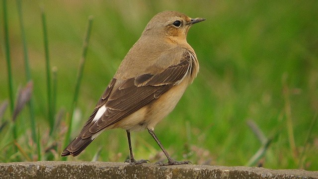 Wheatear