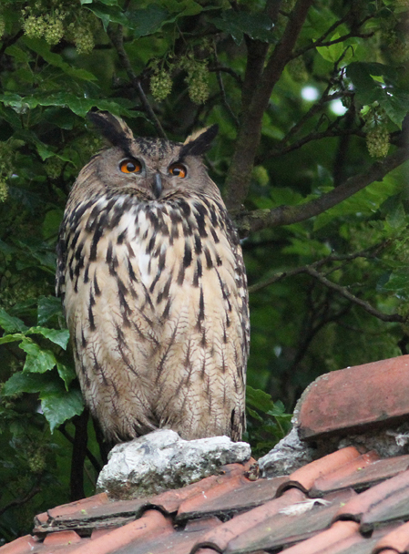 Eagle Owl