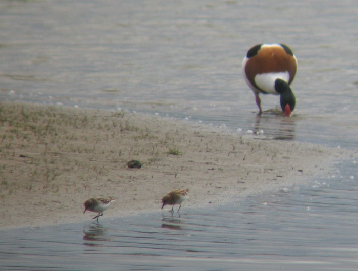 Little Stint