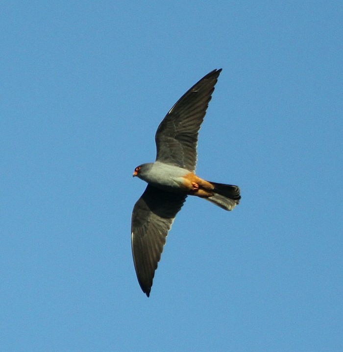Red-footed Falcon