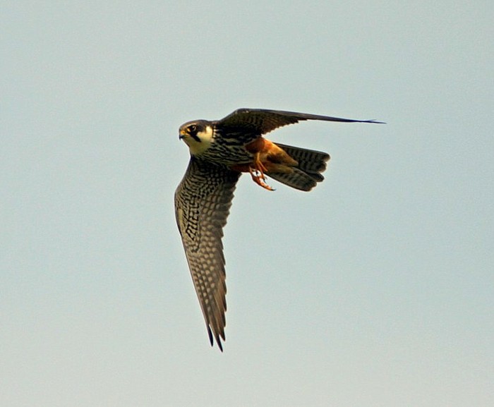 Hobby