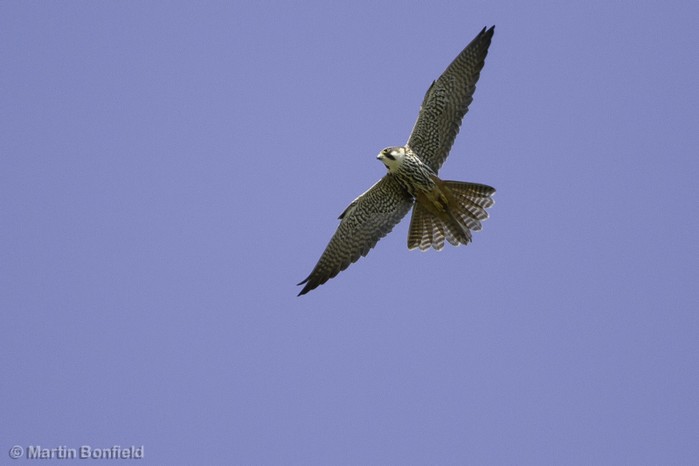 Hobby