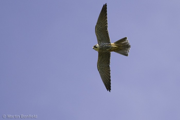 Hobby
