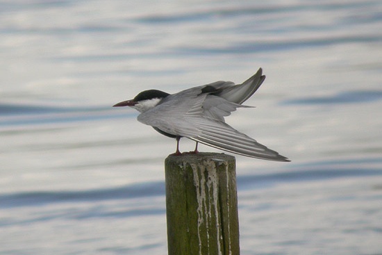 Whiskered Tern