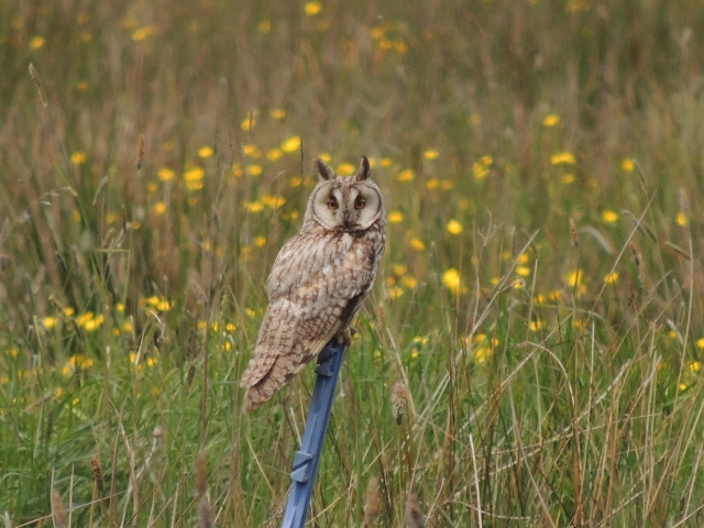 Long-eared Owl