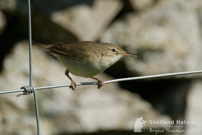 Blyth's Reed Warbler