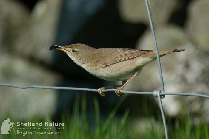 Blyth's Reed Warbler