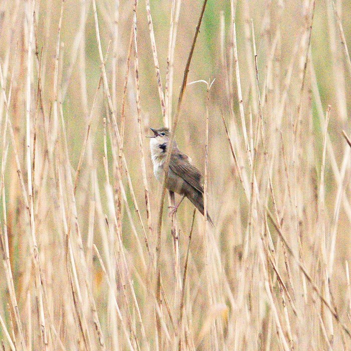 Savi's Warbler