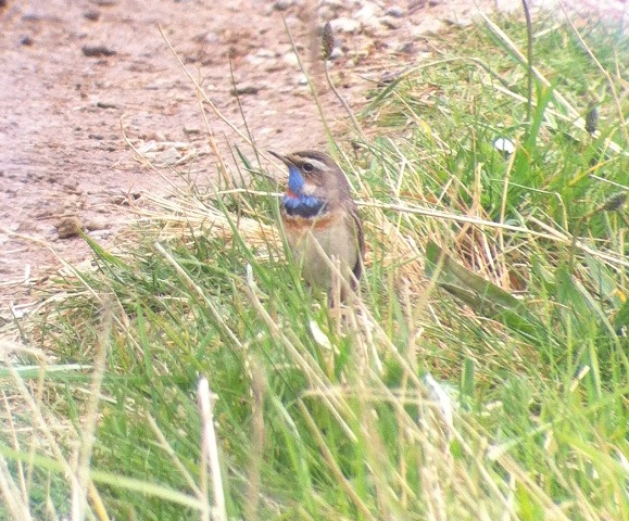 Red-spotted Bluethroat