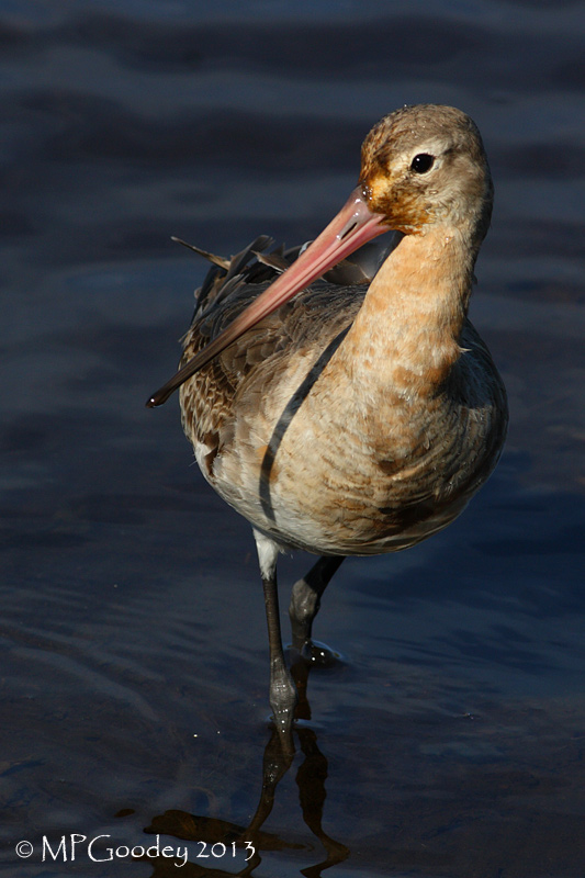 Black-tailed Godwit
