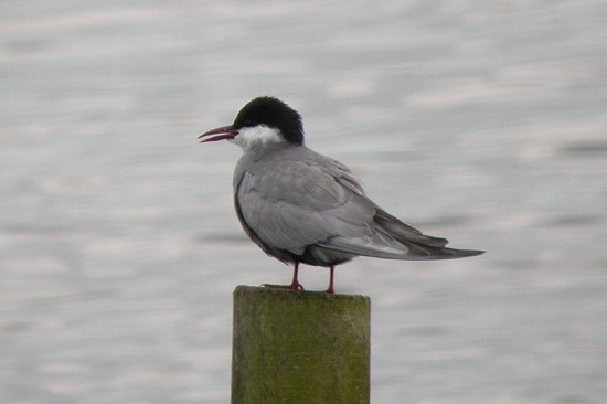 Whiskered Tern