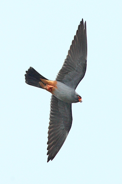 Red-footed Falcon