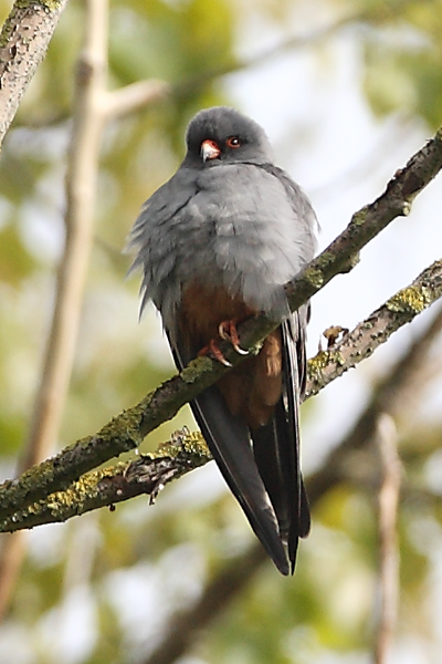 Red-footed Falcon