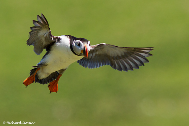 Puffin