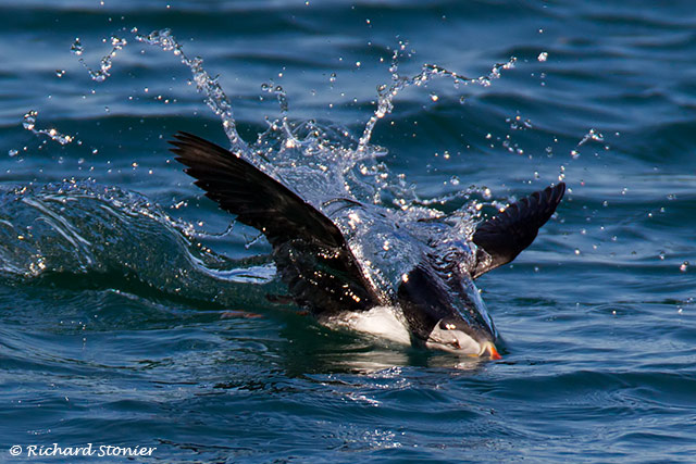 Puffin