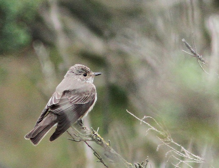 Spotted Flycatcher