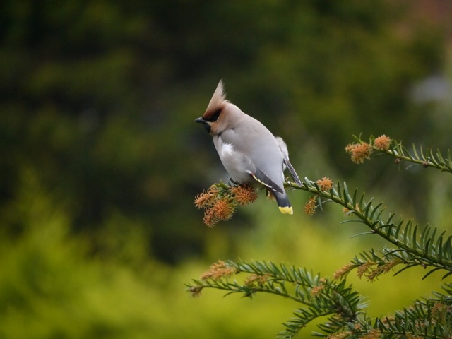 Waxwing