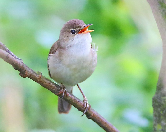 Marsh Warbler