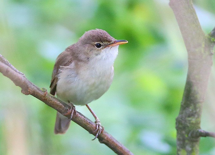 Marsh Warbler