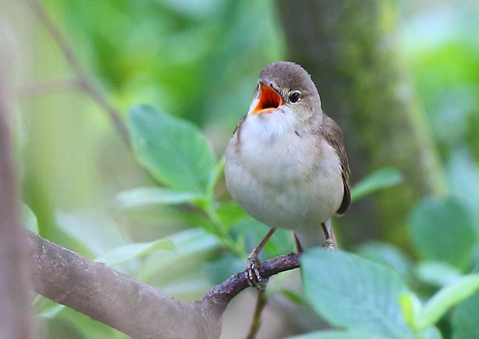 Marsh Warbler