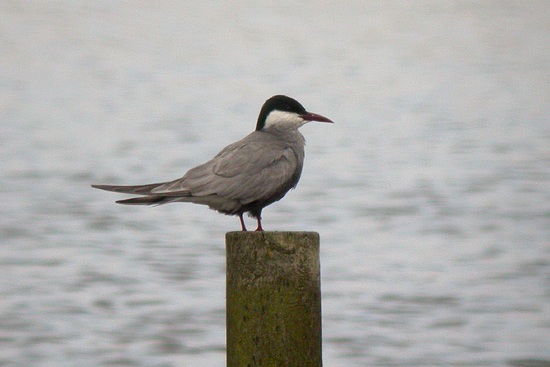 Whiskered Tern